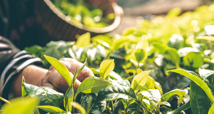 Eine Nahaufnahme von Händen, die frische grüne Teeblätter von üppigen Pflanzen pflücken, mit einem geflochtenen Korb im Hintergrund, in hellem natürlichem Sonnenlicht.