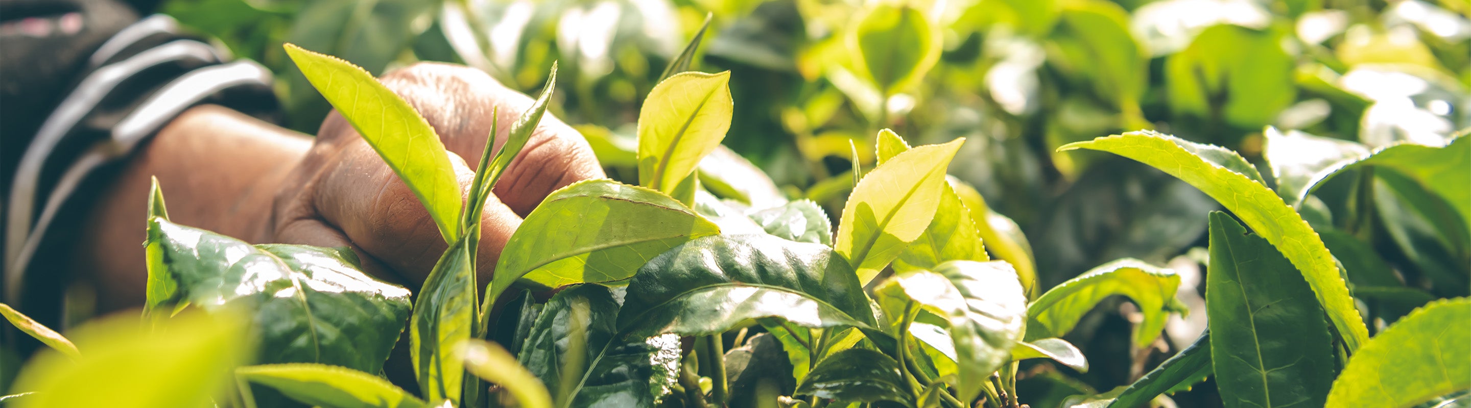 Nahaufnahme einer Hand, die vorsichtig Teeblätter von leuchtend grünen Teepflanzen auf einem sonnenbeschienenen Feld pflückt.