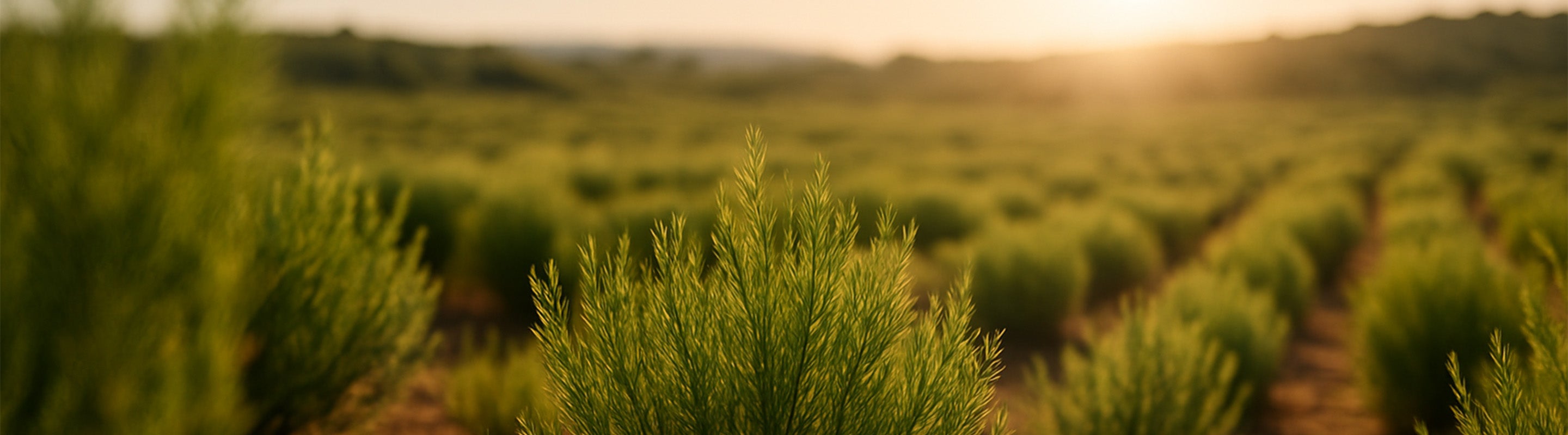 Nahaufnahme von jungen, grünen Kiefern auf einem Feld mit Baumreihen, die sich in die Ferne erstrecken; die Szene ist in weiches, goldenes Sonnenlicht bei Sonnenuntergang getaucht.