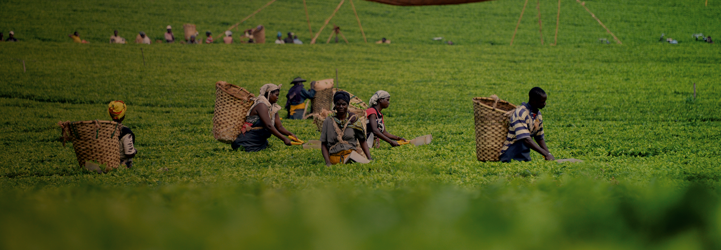 Mehrere Arbeiter, die Körbe auf dem Rücken tragen, ernten auf einem üppigen grünen Feld. Im Hintergrund sind weitere Arbeiter zu sehen, die alle mit landwirtschaftlichen Tätigkeiten beschäftigt sind. Die Szene ist lebendig und voller Grün.
