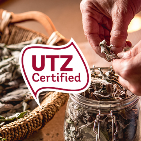 Nahaufnahme von Händen, die getrocknete Blätter in ein Glasgefäß legen, mit einem Korb voller Blätter im Hintergrund. Ein rot-weißes UTZ Certified-Etikett ist über das Bild gelegt.