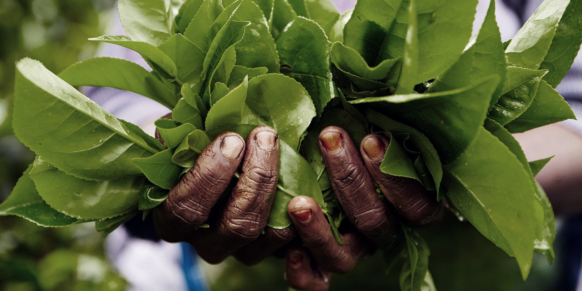 Nahaufnahme einer Person, die einen großen Strauß frisch gepflückter grüner Blätter in den Händen hält. Die Hände sind schmutzig, was auf die jüngste Arbeit in einem Garten oder auf einem Feld hindeutet.